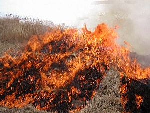 野焼き 熊本 【野焼き】山を守る野焼きの効果とは？阿蘇の野焼きは観光にオススメ！