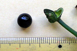 伊佐先生が採種したヒガンバナの種子（11/4撮影）