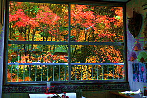 食堂の窓からの眺めと樹齢600年と言われる宮園の公孫樹