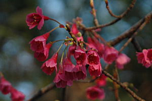 沖縄の桜「カンヒザクラ」，以前は「ヒカンザクラ」とも