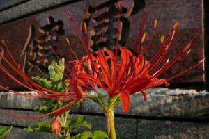 東町界隈で今年初めての赤い彼岸花，マウスオン写真は甲佐町にて２２日撮影