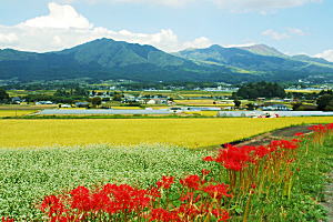 黄金色の稲穂に赤いヒガンバナ，日本の原風景か